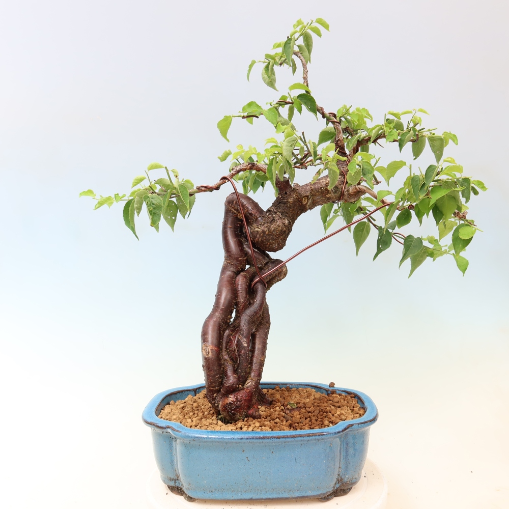 Vonkajšie bonsaje – Japonská marhuľa – Prunus Mume