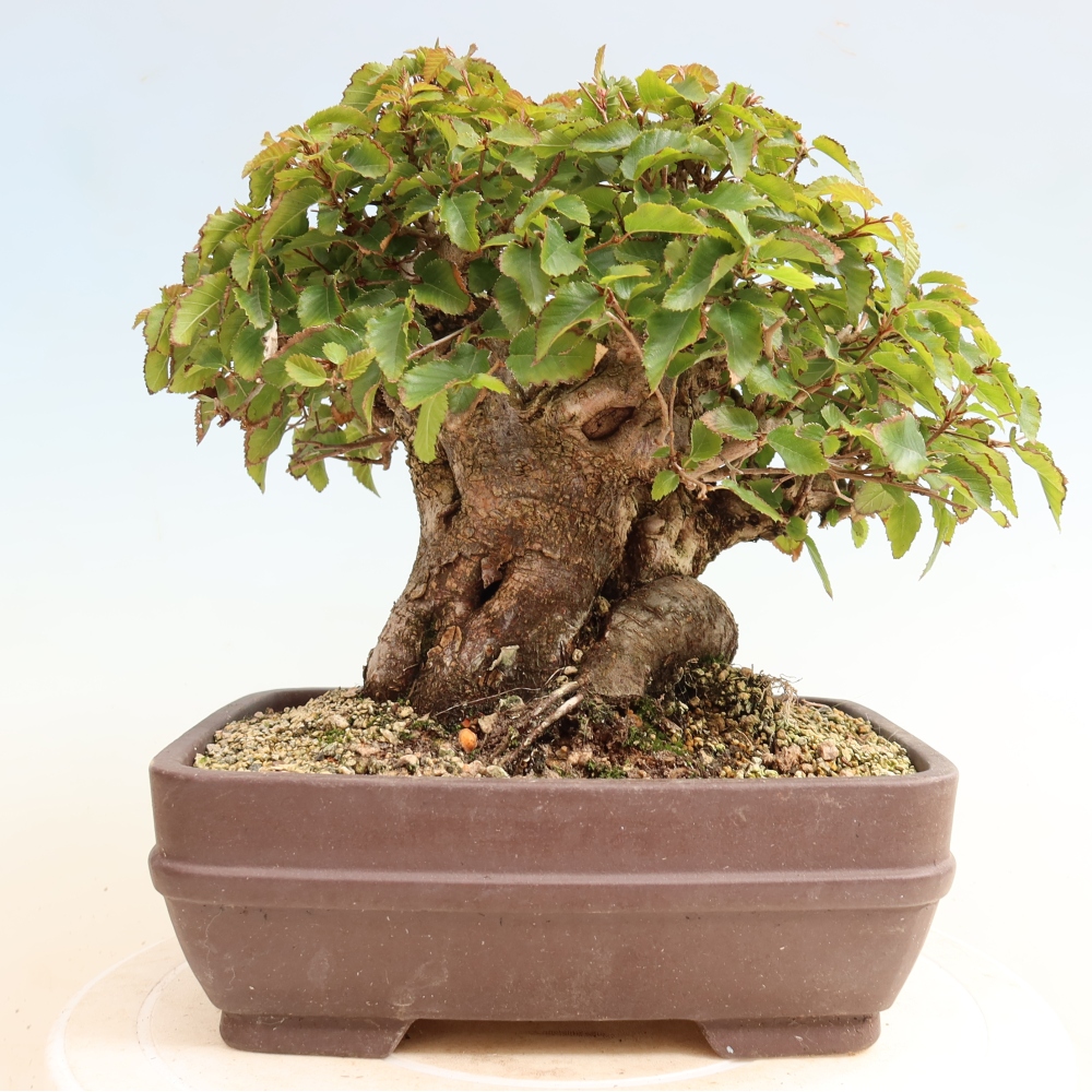 Vonkajšie bonsaje -Carpinus CARPINOIDES - Hrab kórejský