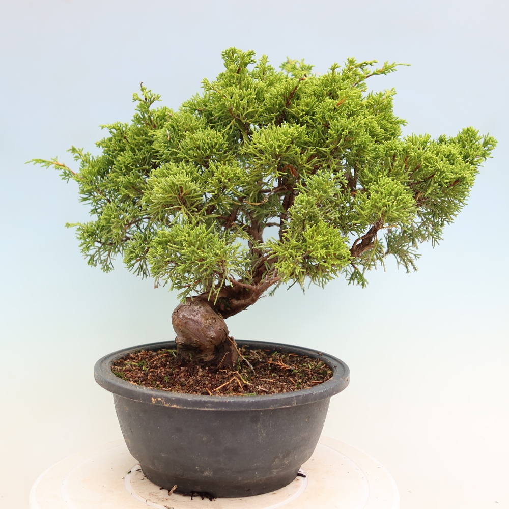 Vonkajší bonsai – Juniperus chinensis Itoigawa – čínsky jalovec