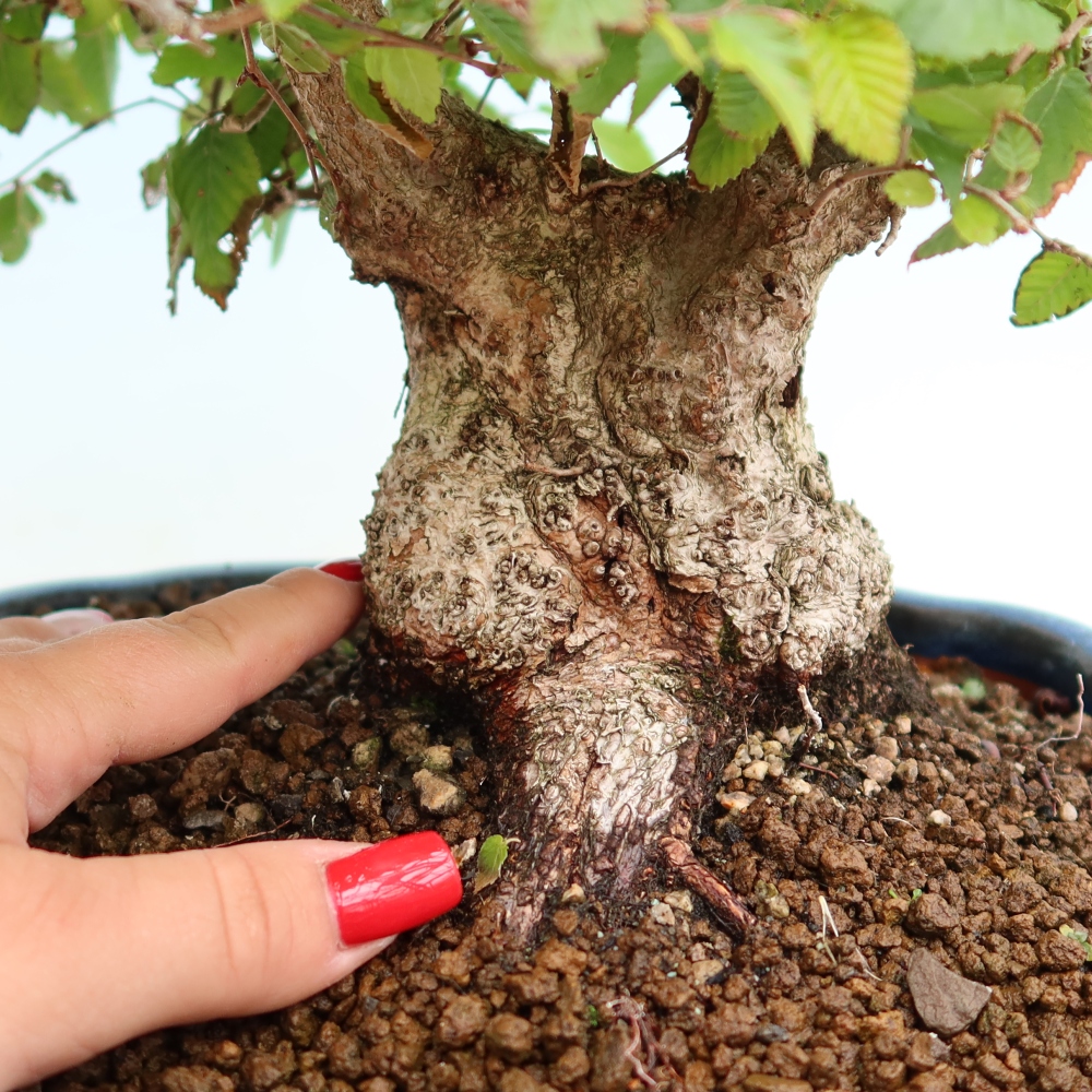 Vonkajší bonsaj -Carpinus coreana - Hrab kórejský