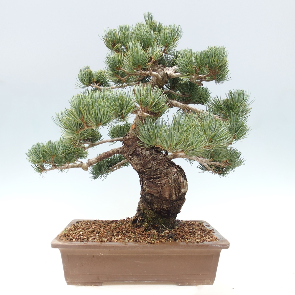Vonkajšie bonsai - Pinus parviflora - Borovica drobnokvetá