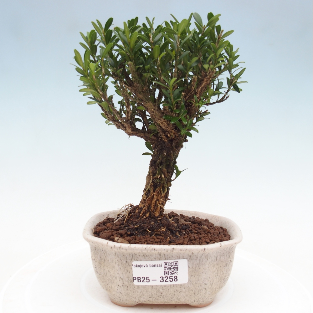 Izbové bonsaje - Buxus harlandii - korkový buxus