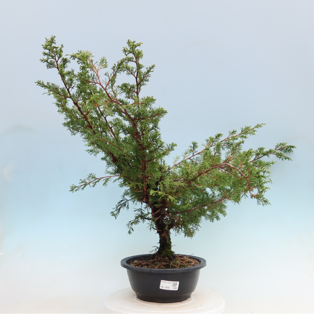Vonkajší bonsai – Juniperus chinensis Itoigawa – čínsky jalovec