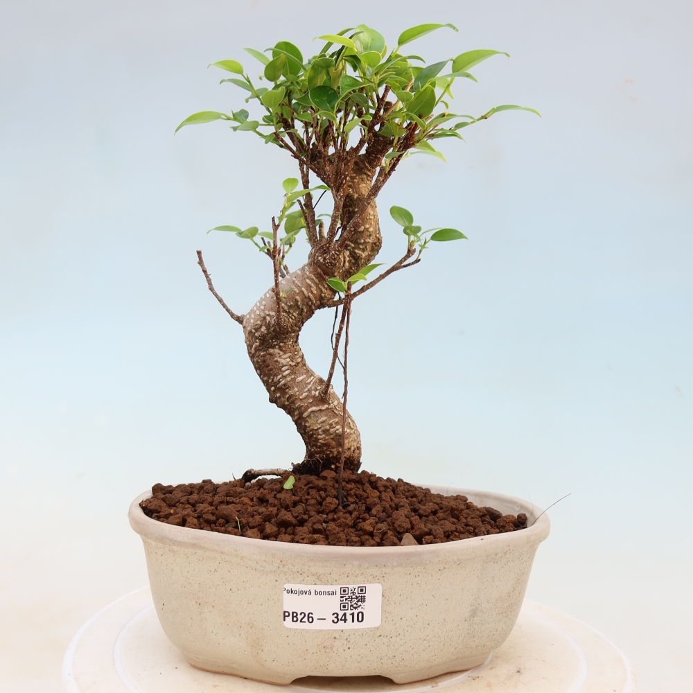Izbové bonsaje - Ficus kimmen - drobnolistý fikus