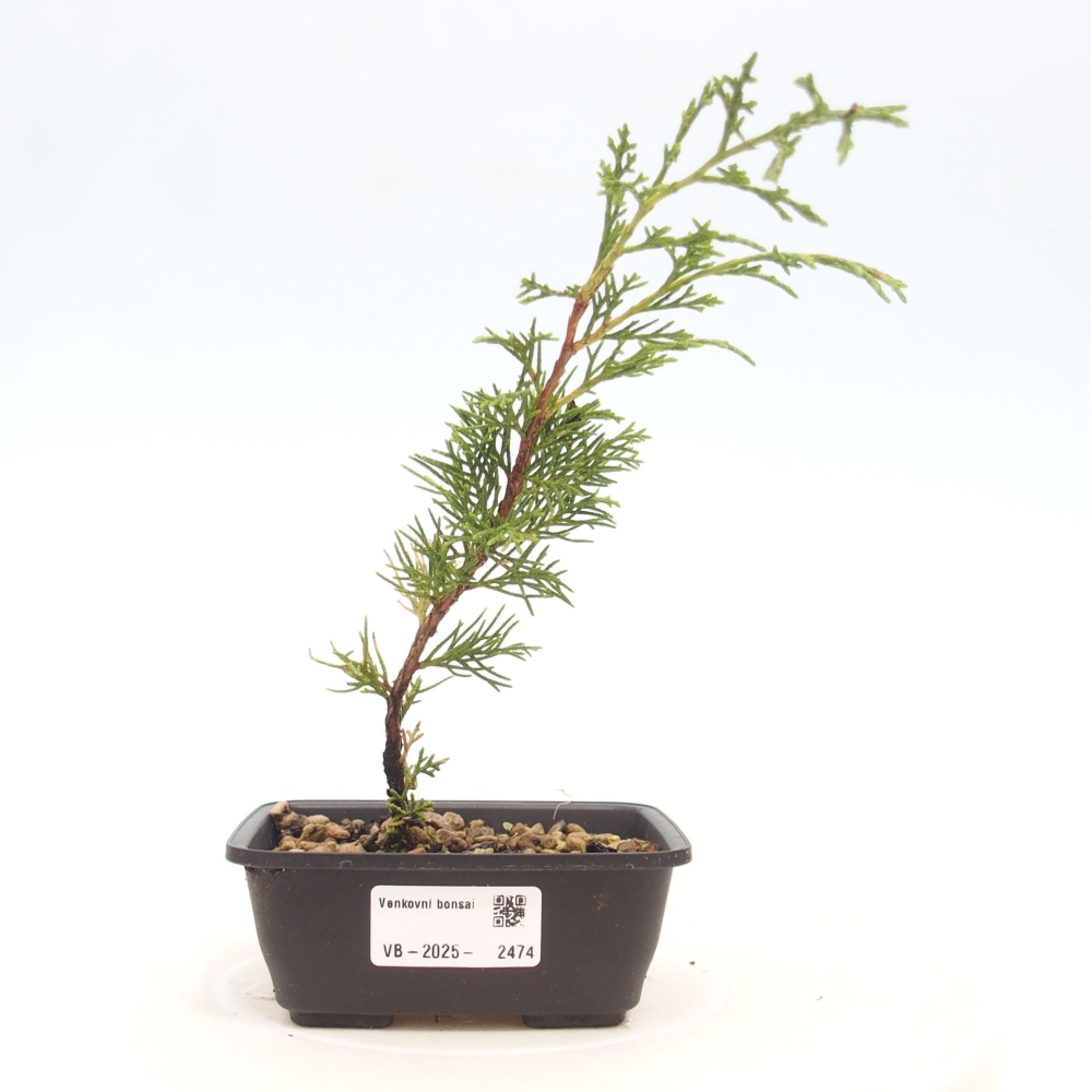 Vonkajší bonsai - Juniperus chinensis Itoigawa -Jalovec čínsky