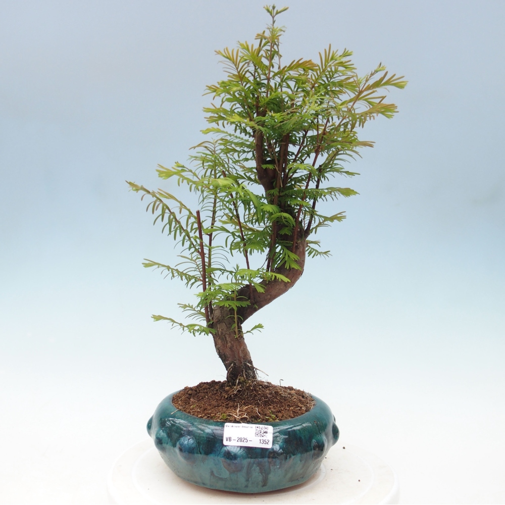 Vonkajšie bonsai - Metasequoia glyptostroboides - Metasekvoja Čínska