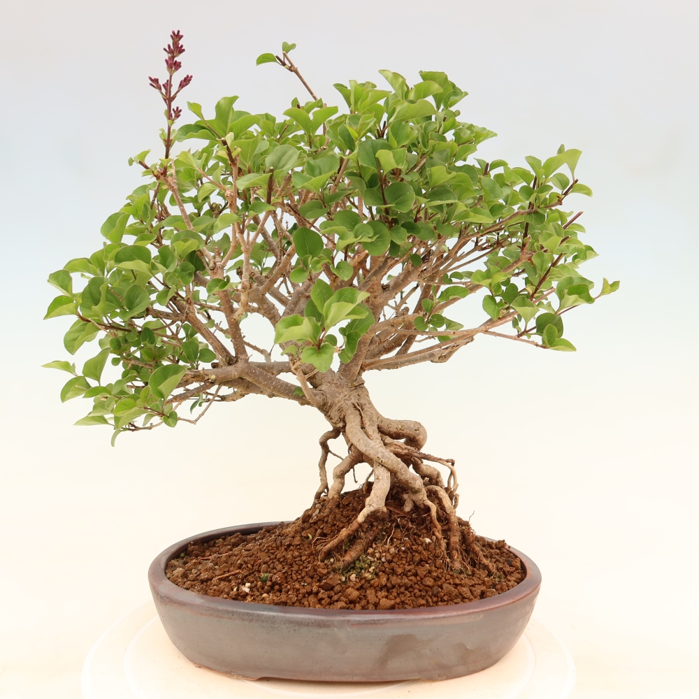 Vonkajší bonsaj - Syringa microphylla - drobnokvetý šeřík