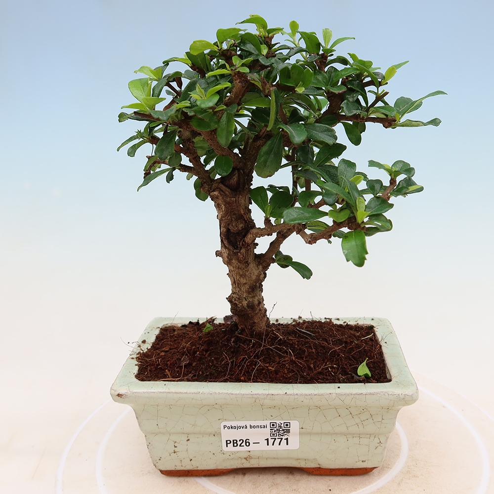 Izbové bonsaje - Carmona macrophylla - Tea fuki
