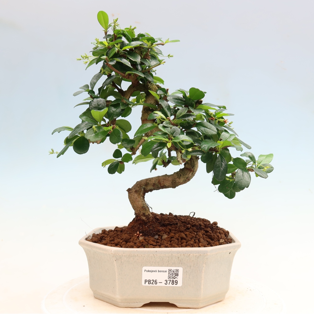 Izbové bonsaje - Carmona macrophylla - Tea fuki