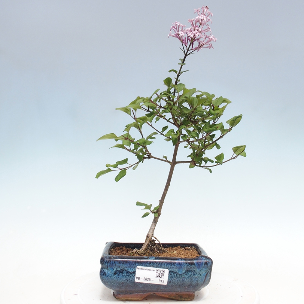 Vonkajší bonsai - Syringa Meyeri Palibin - Orgován Meyerov