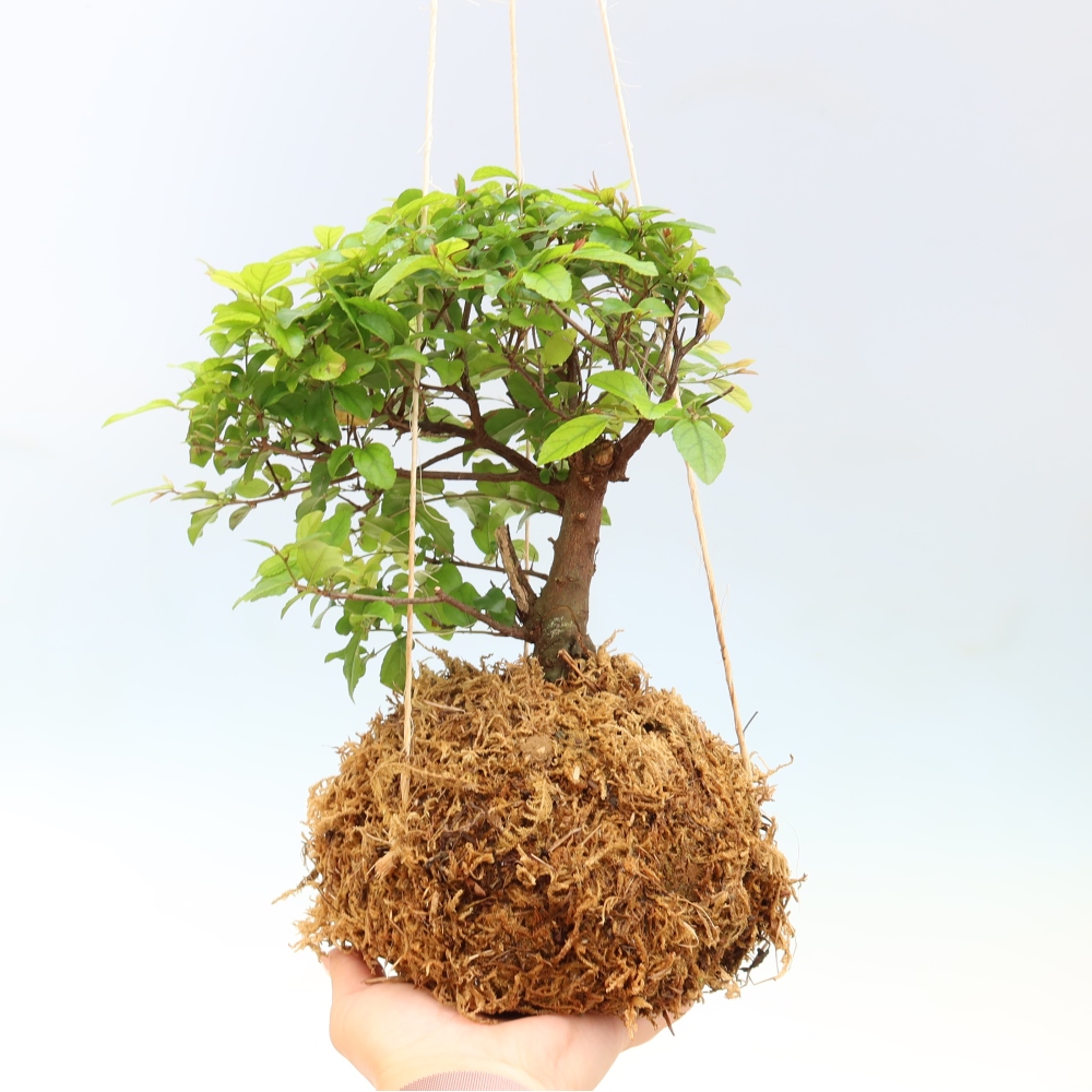 Kokedama v keramike -Sagerecia čajová - Sageretia thea