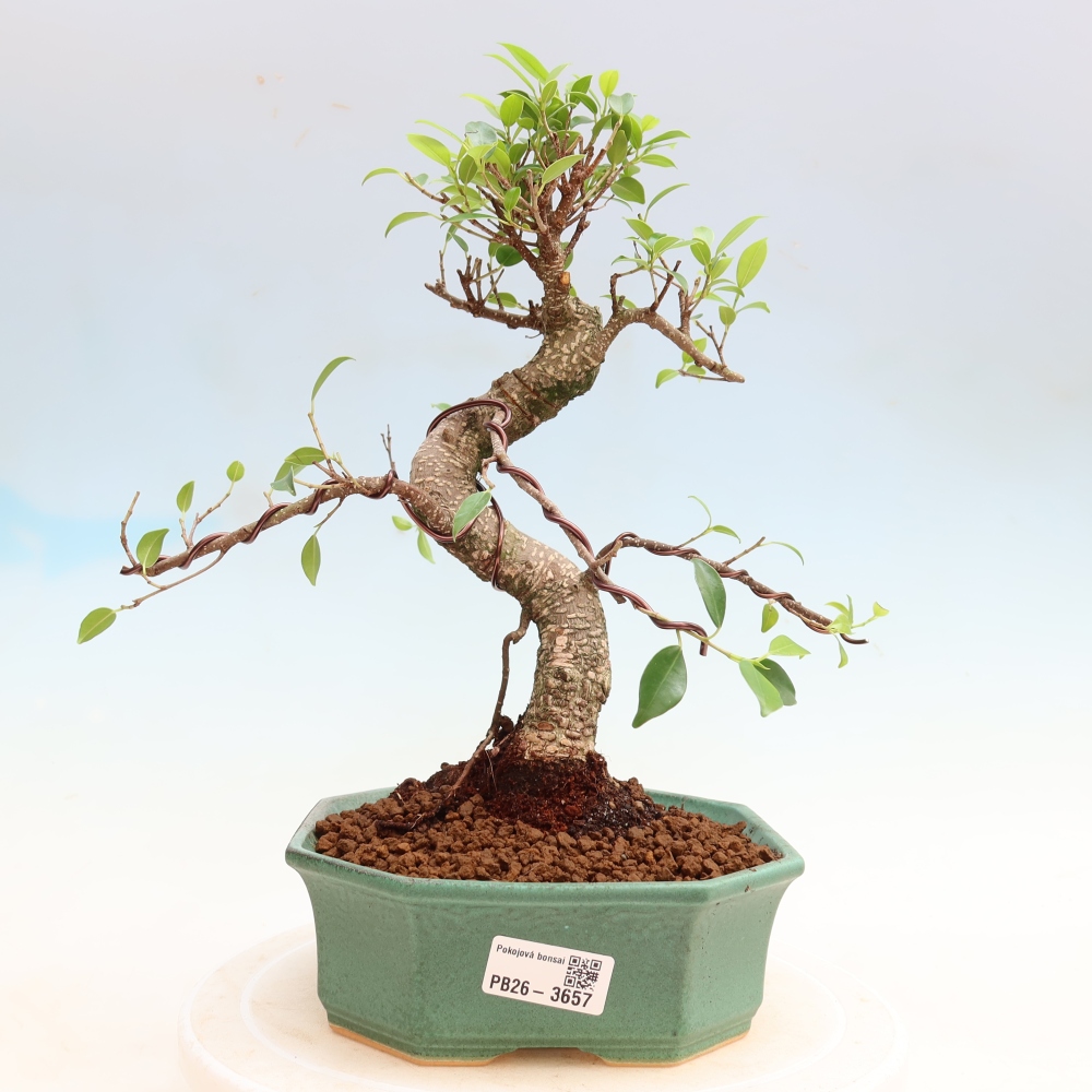 Izbové bonsaje - Ficus kimmen - drobnolistý fikus