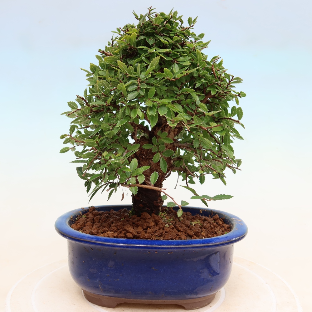 Vonkajšie bonsaje - Zelkova - Zelkova NIRE