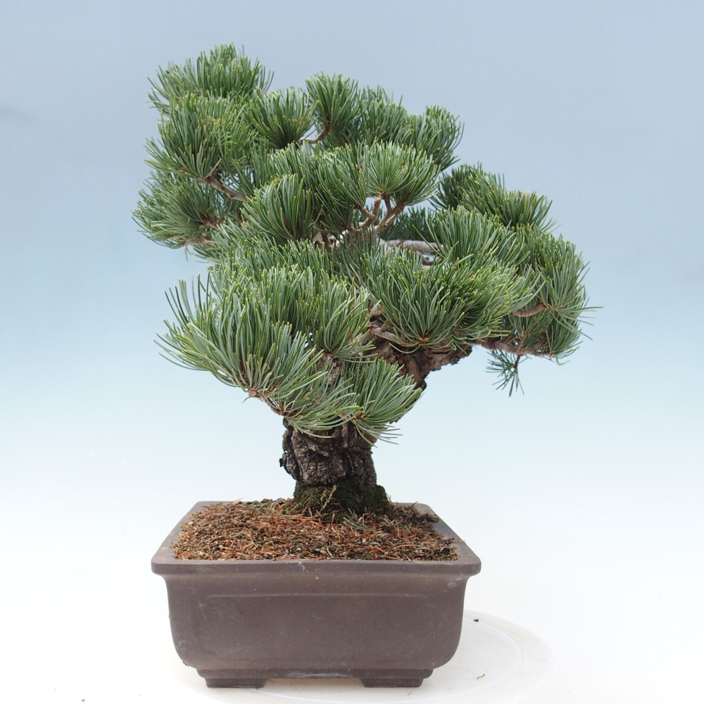 Vonkajšie bonsai - Pinus parviflora - Borovica drobnokvetá