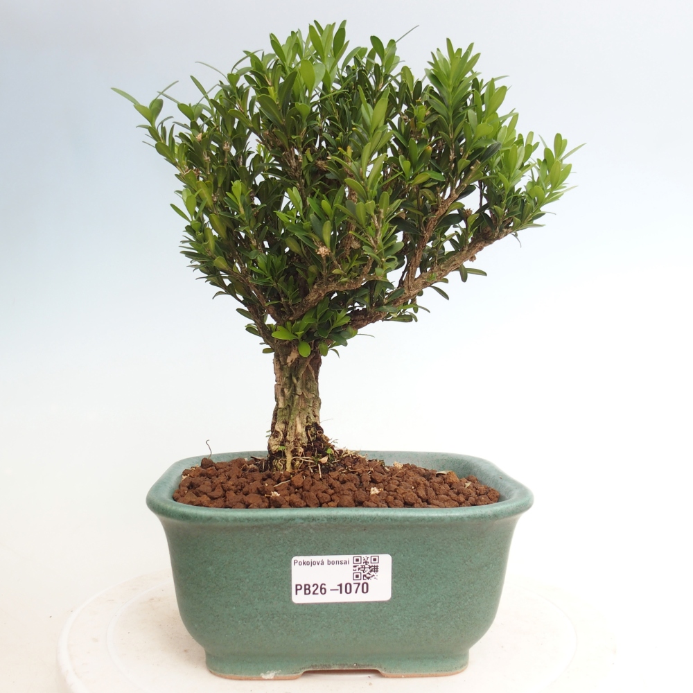 Izbové bonsaje - Buxus harlandii - korkový buxus