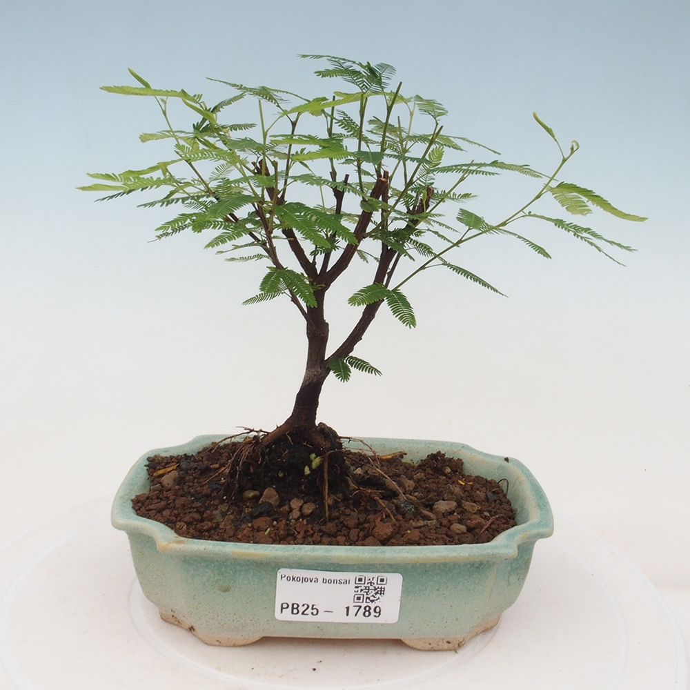 Izbová bonsai-Calliandra surinamensis Dixie Pink-Kaliandra Suriámska