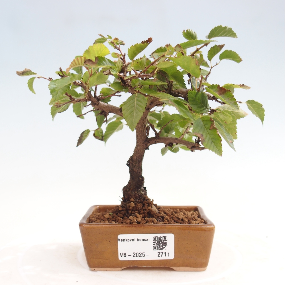 Vonkajší bonsai -Carpinus CARPINOIDES - Hrab kórejský