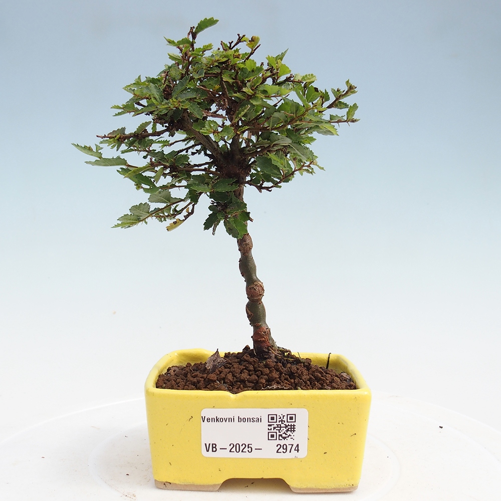 Vonkajší bonsai - Ulmus parvifolia Sagei - Malolistý brest