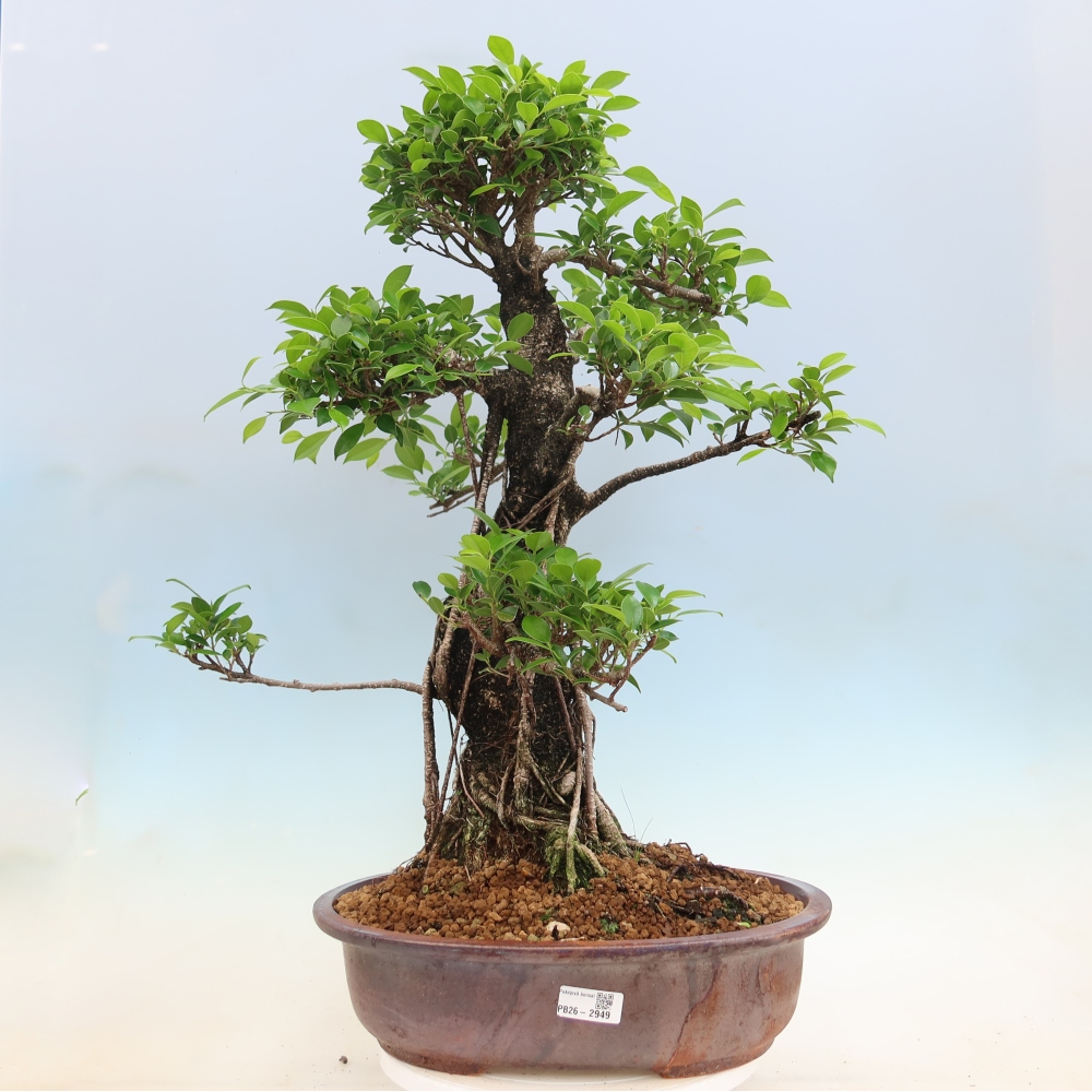 Izbové bonsaje - Ficus kimmen - drobnolistý fikus