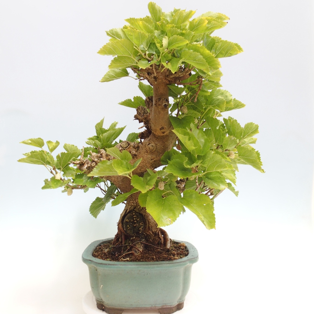Vonkajšie bonsai -Morus albumy - moruše
