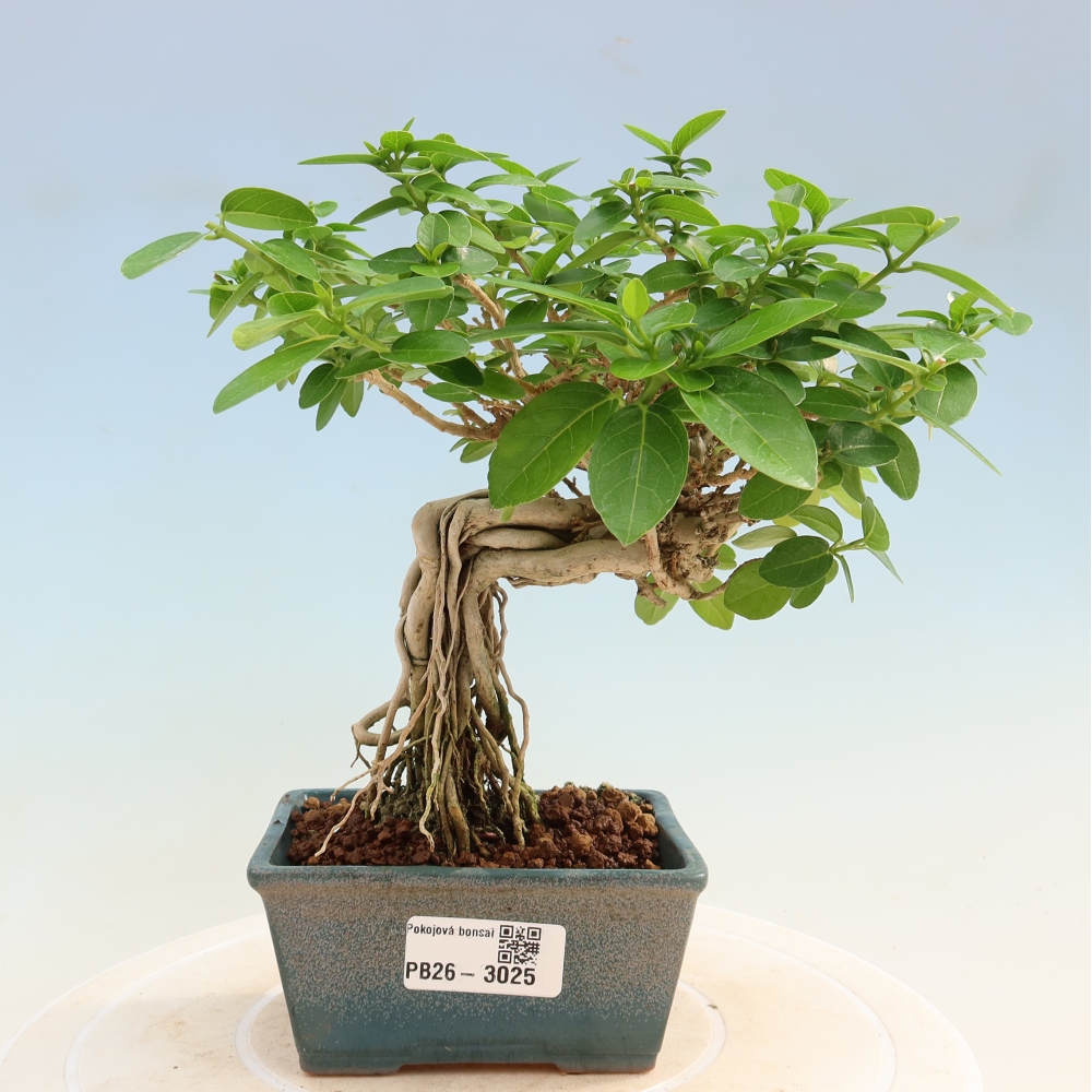 Izbový bonsaj - Premna serratifolia - Kozlovňa malolistá