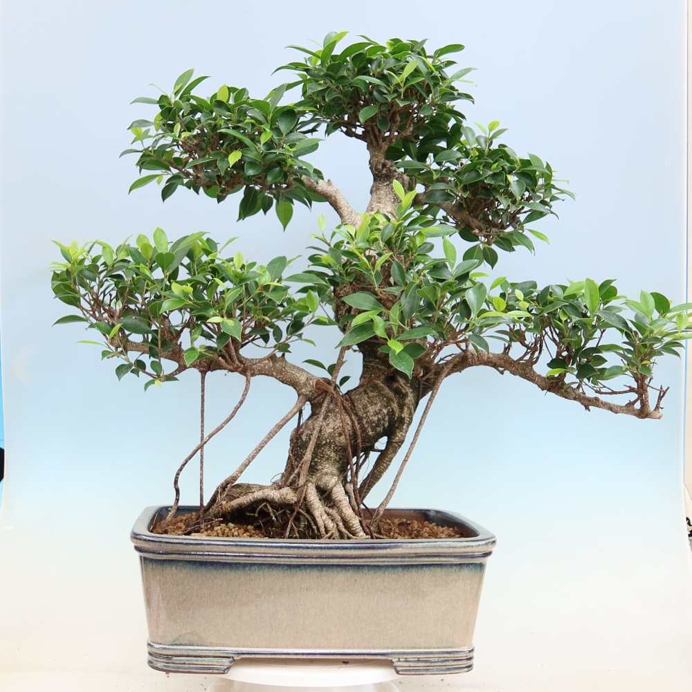 Izbové bonsaje - Ficus kimmen - drobnolistý fikus