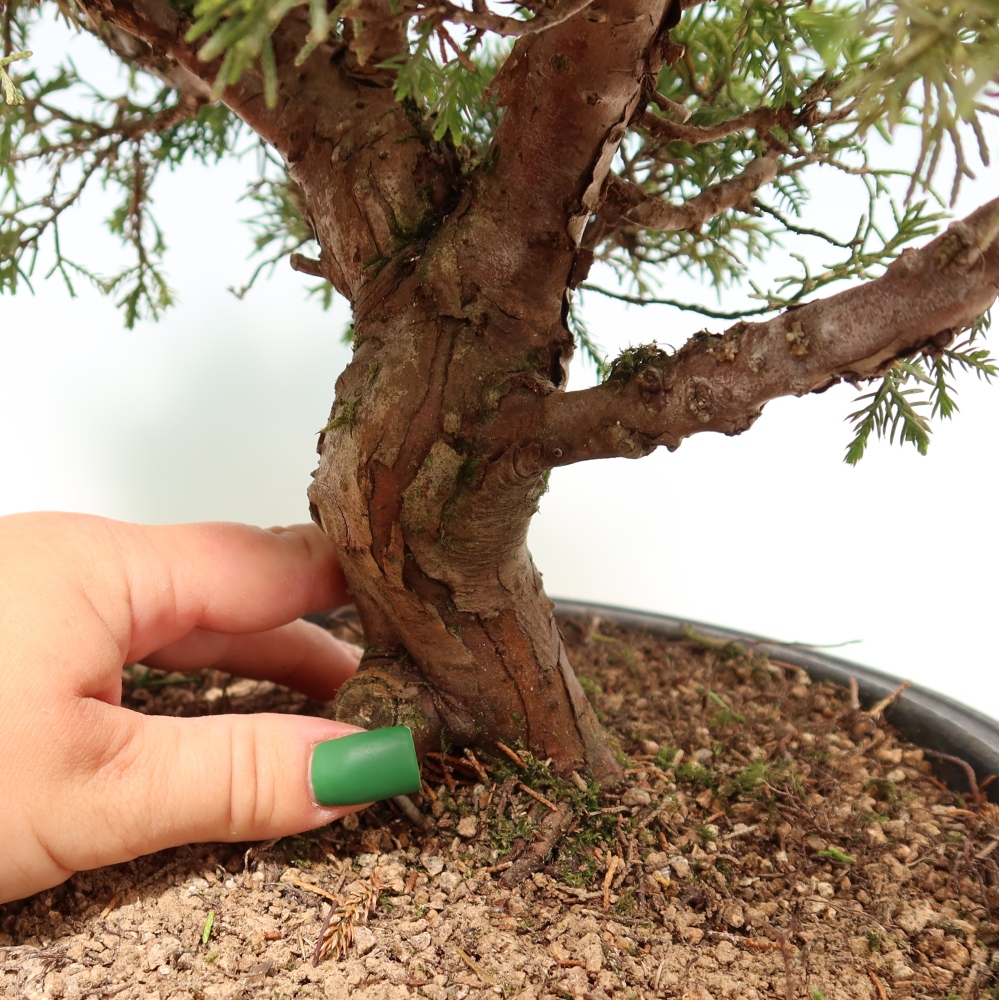Vonkajší bonsai – Juniperus chinensis Itoigawa – čínsky jalovec