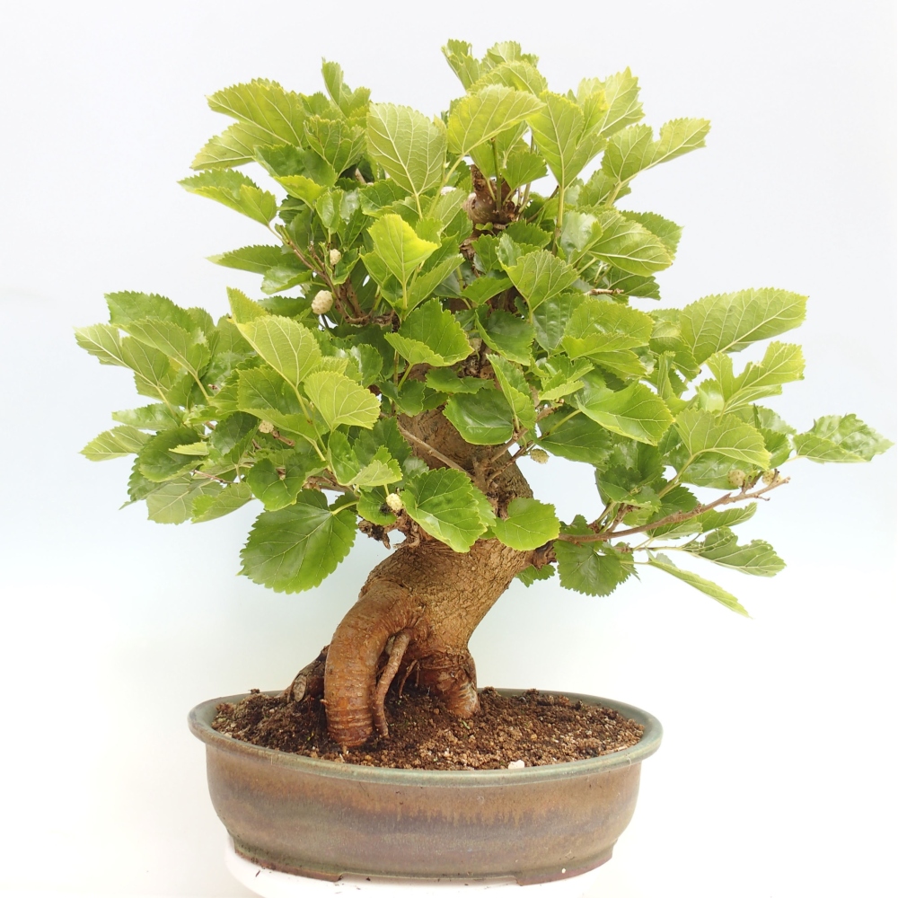Vonkajšie bonsai -Morus albumy - moruše