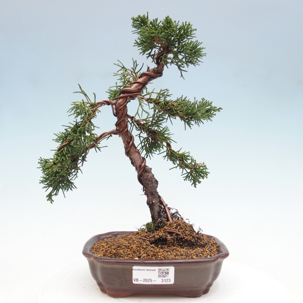 Vonkajší bonsai - Juniperus chinensis Kishu -Jalovec čínsky