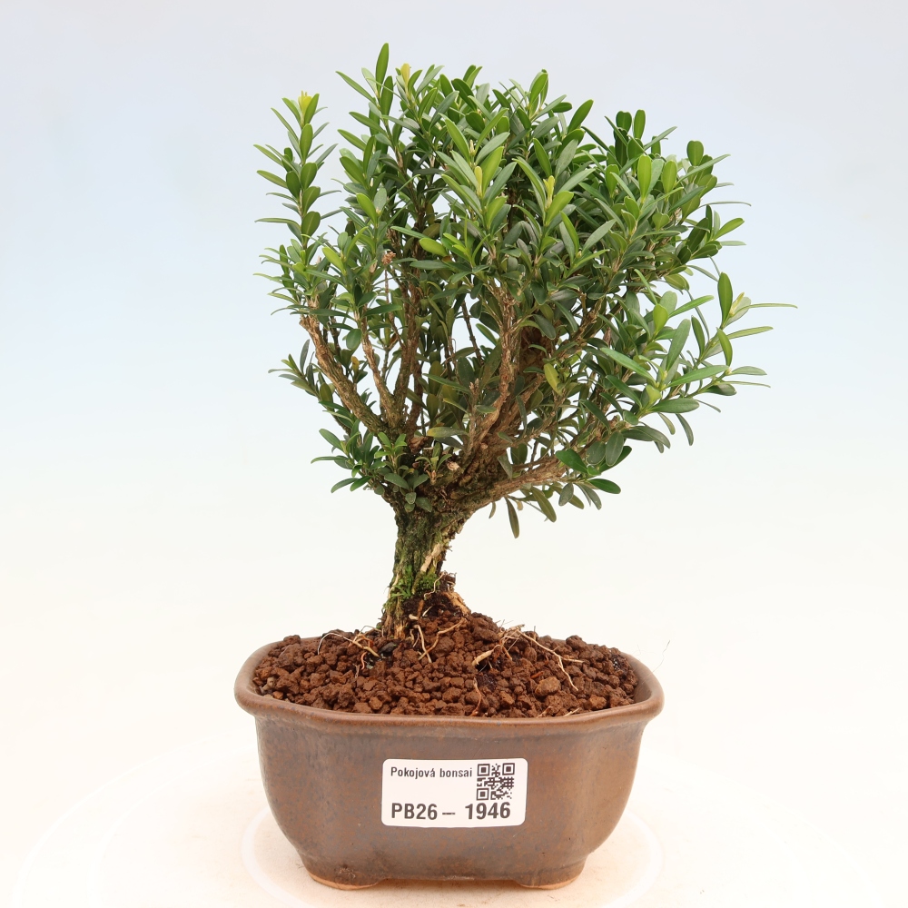 Izbové bonsaje - Buxus harlandii - korkový buxus