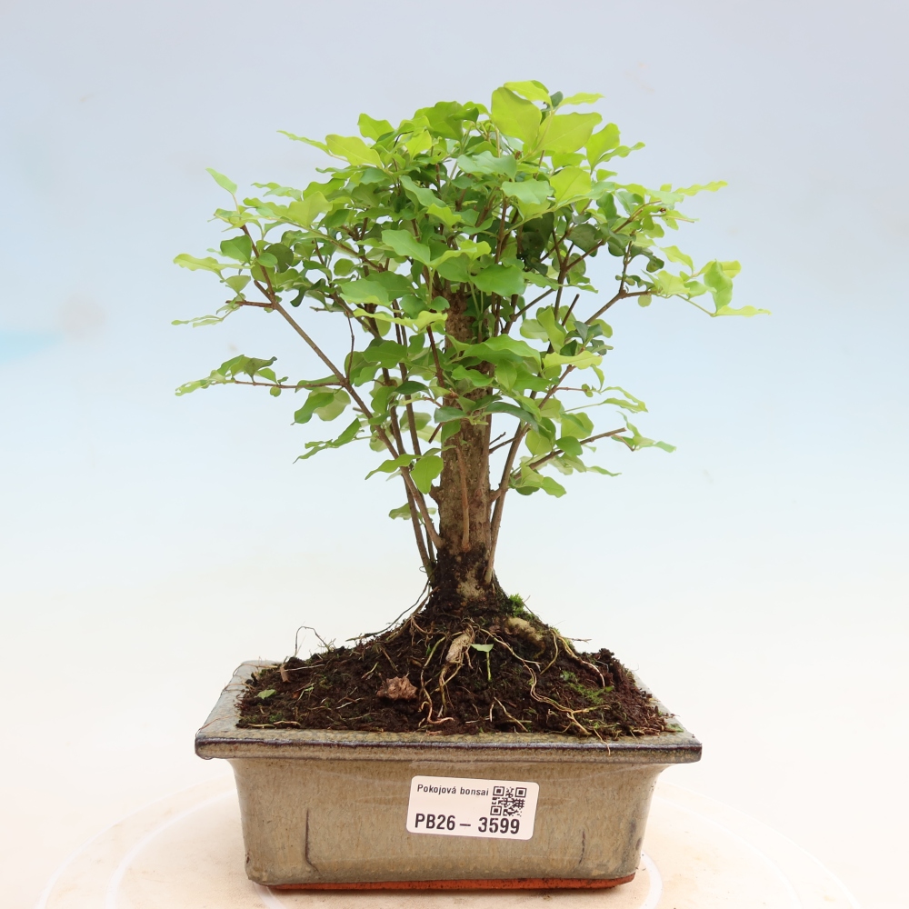 Izbový bonsaj -Ligustrum chinensis - Vtáčí zobák