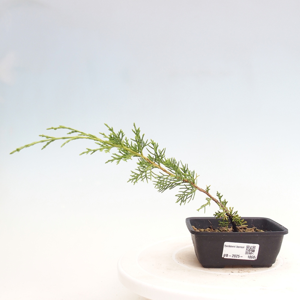 Vonkajší bonsai - Juniperus chinensis Itoigawa -Jalovec čínsky