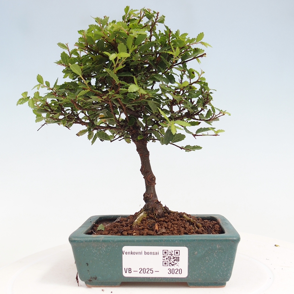 Vonkajší bonsai - Ulmus parvifolia Sagei - Malolistý brest