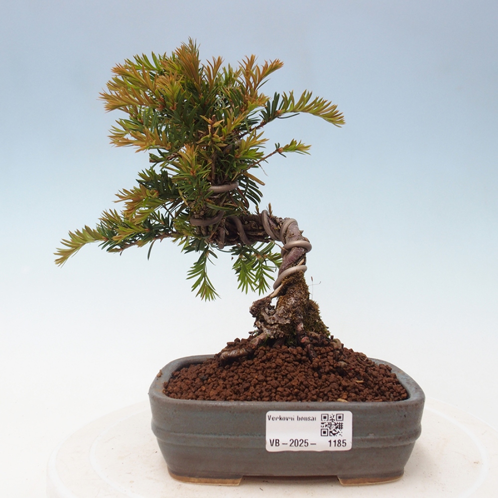 Vonkajší bonsai - Taxus cuspidata - Tis japonský