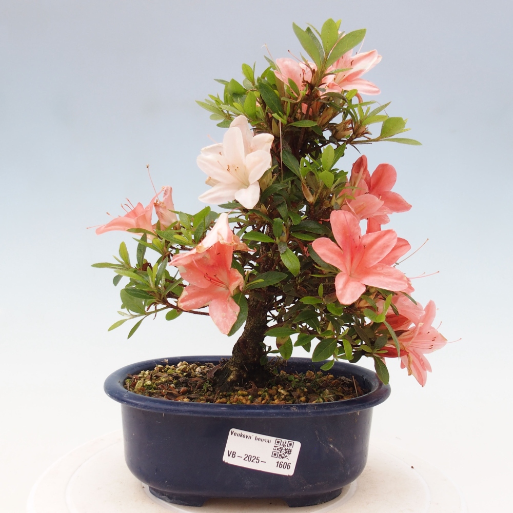 Vonkajší bonsai - Japonská azalka -  Azalea Nikko