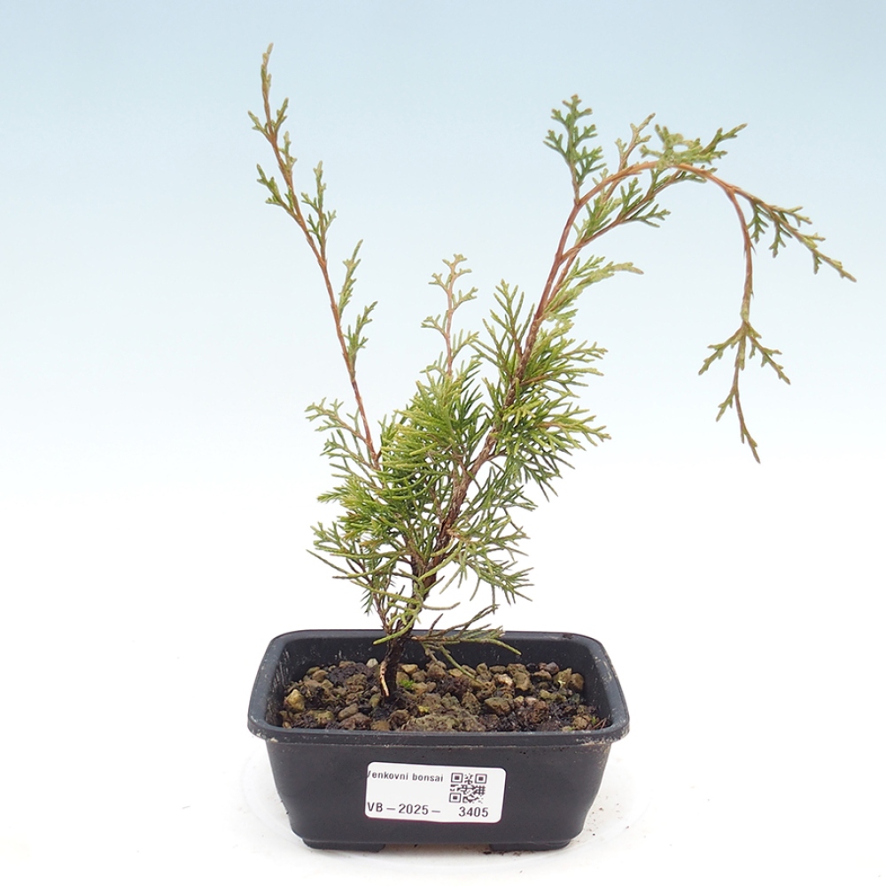 Vonkajší bonsai - Juniperus chinensis Itoigawa -Jalovec čínsky