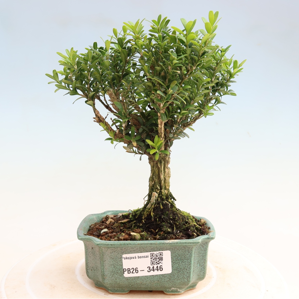 Izbové bonsaje - Buxus harlandii - korkový buxus