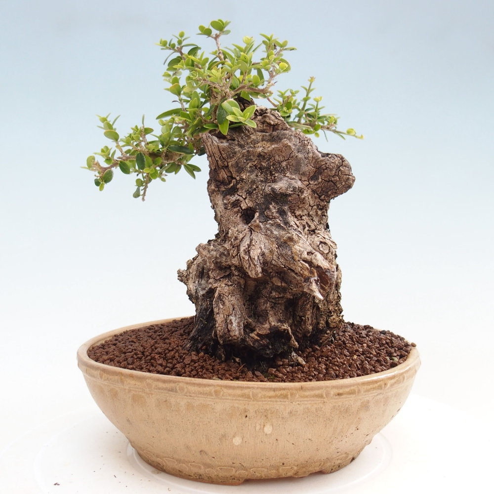 Izbová bonsai - Olea europaea sylvestris -Oliva evropská drobnolistá