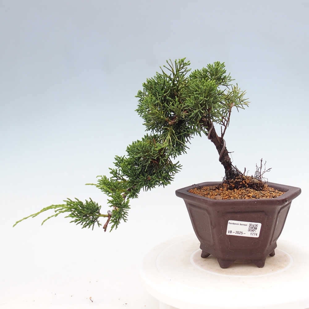 Vonkajší bonsai - Juniperus chinensis Kishu -Jalovec čínsky