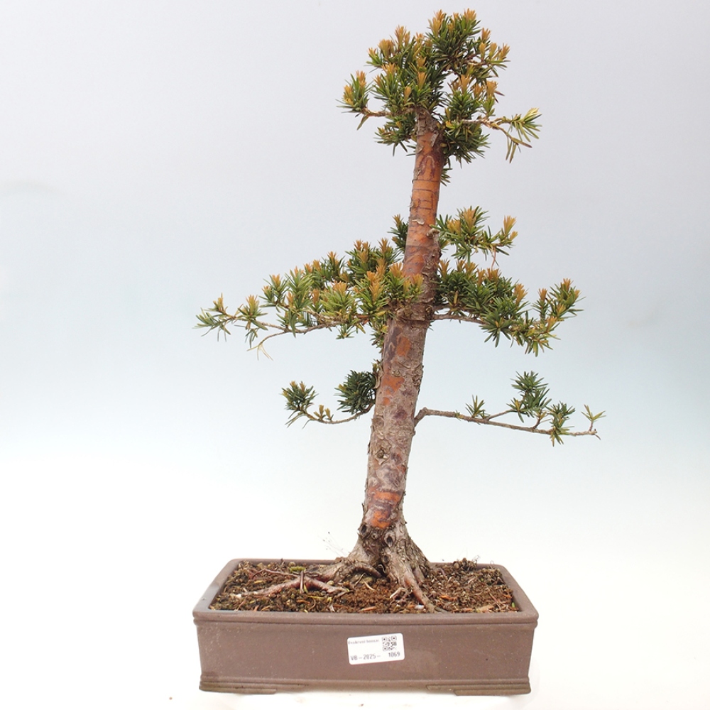 Vonkajší bonsai - Taxus cuspidata - Tis japonský