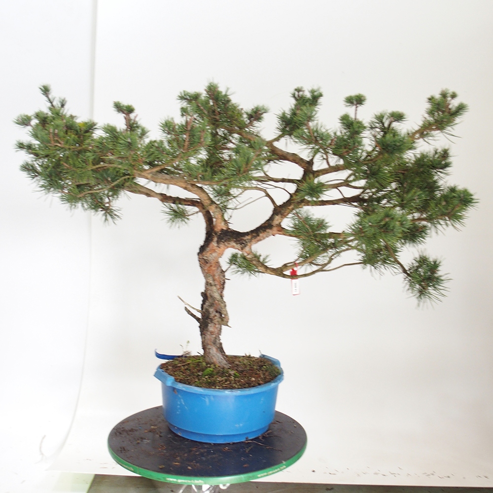 Yamadori - Pinus sylvestris Španielsko
