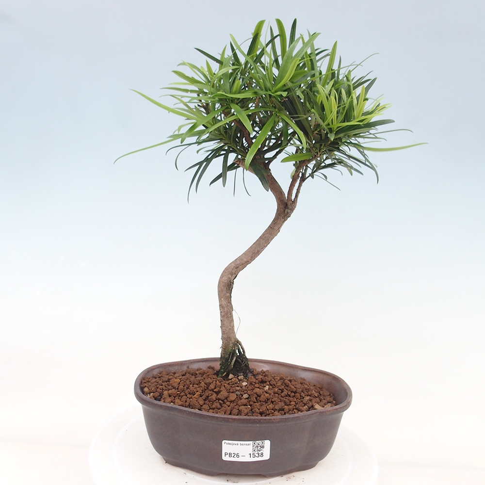 Izbové bonsaje - Podocarpus - Kamenný tis