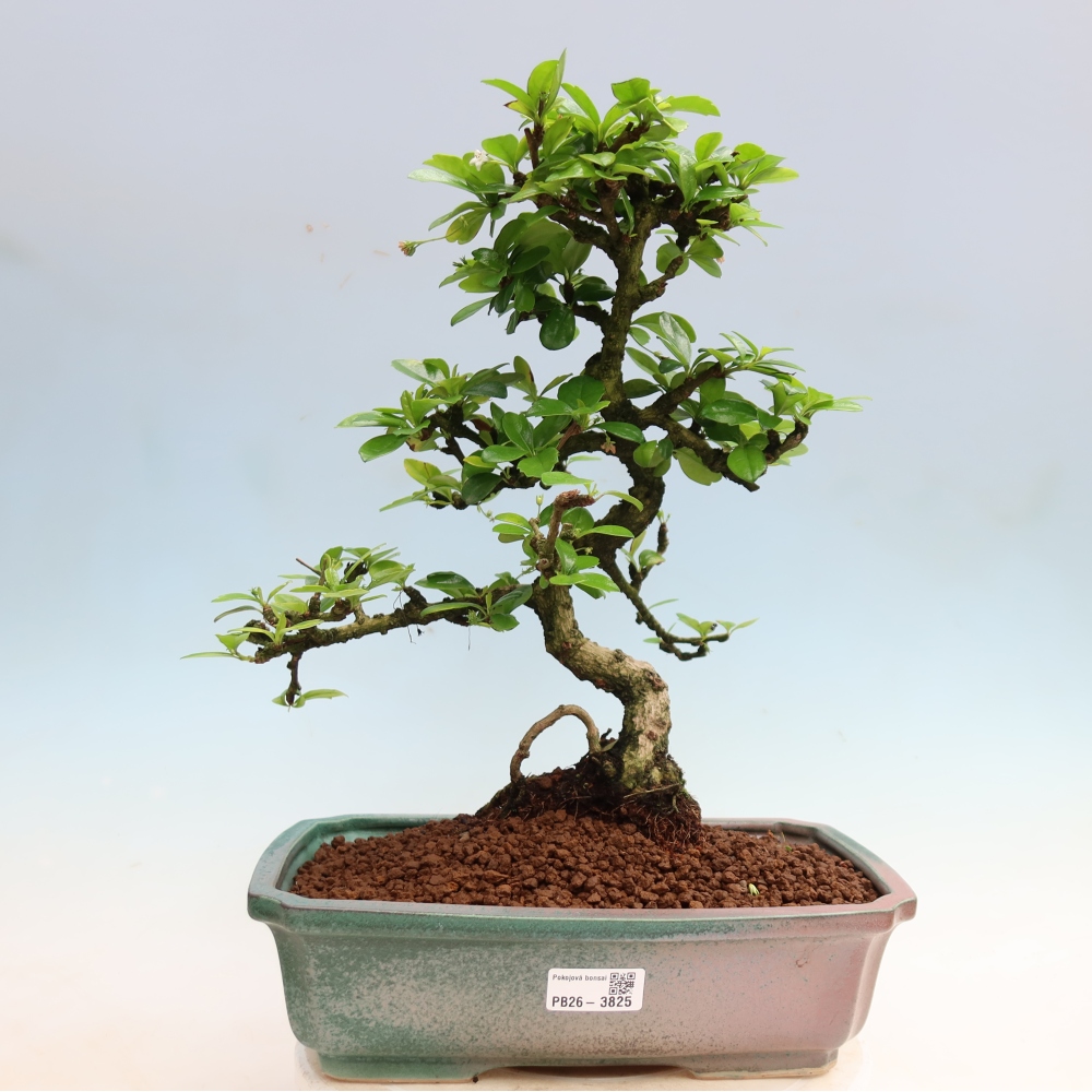 Izbové bonsaje - Carmona macrophylla - Tea fuki