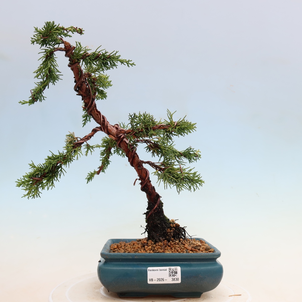 Vonkajší bonsaj - Juniperus chinensis Kishu