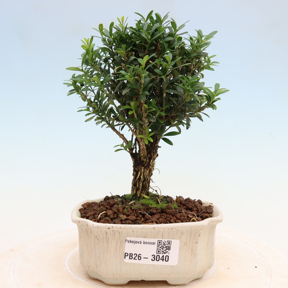 Izbové bonsaje - Buxus harlandii - korkový buxus