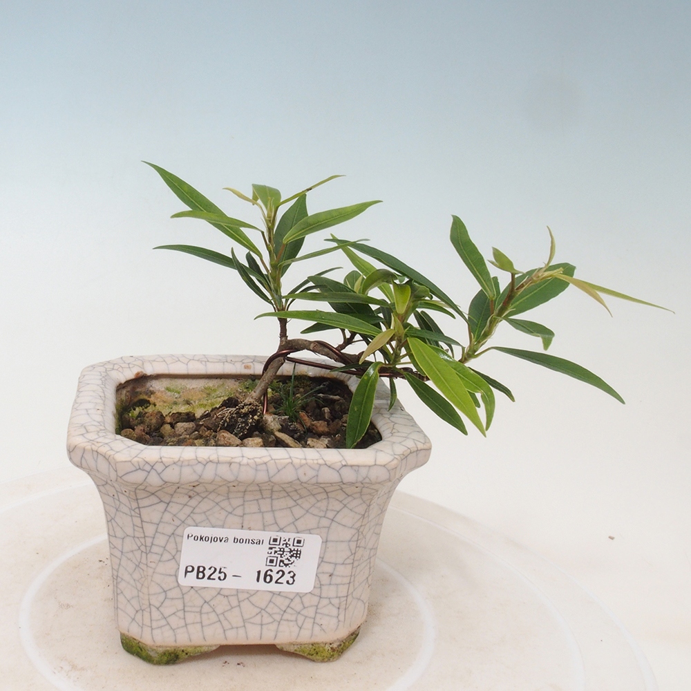 Izbová bonsai - Ficus nerifolia - malolistý fikus