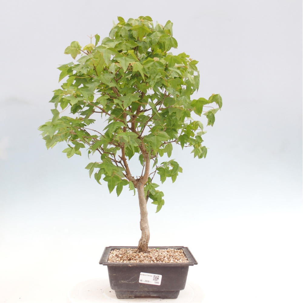 Vonkajšia bonsaj - Acer Buergerianum - Hamburgerový javor