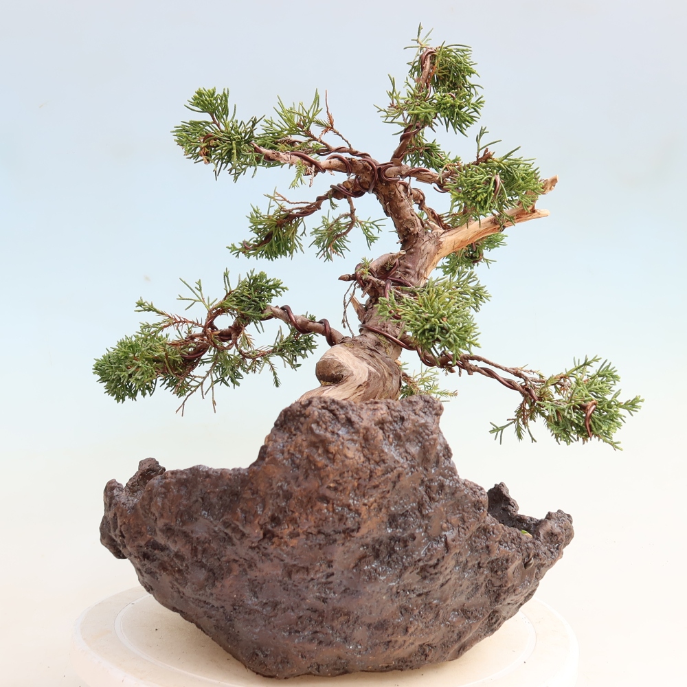 Vonkajší bonsai – Juniperus chinensis Itoigawa – čínsky jalovec