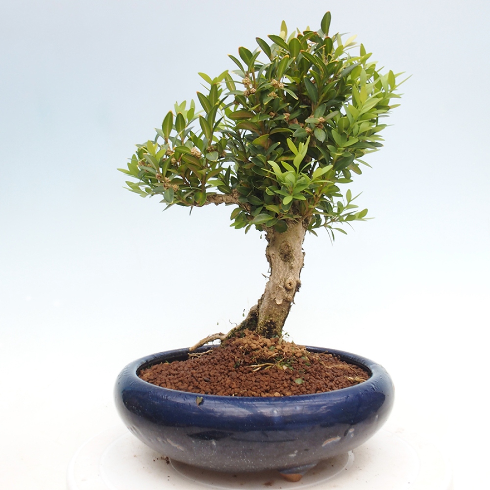 Vonkajšie bonsai - Buxus sempervirens - krušpán