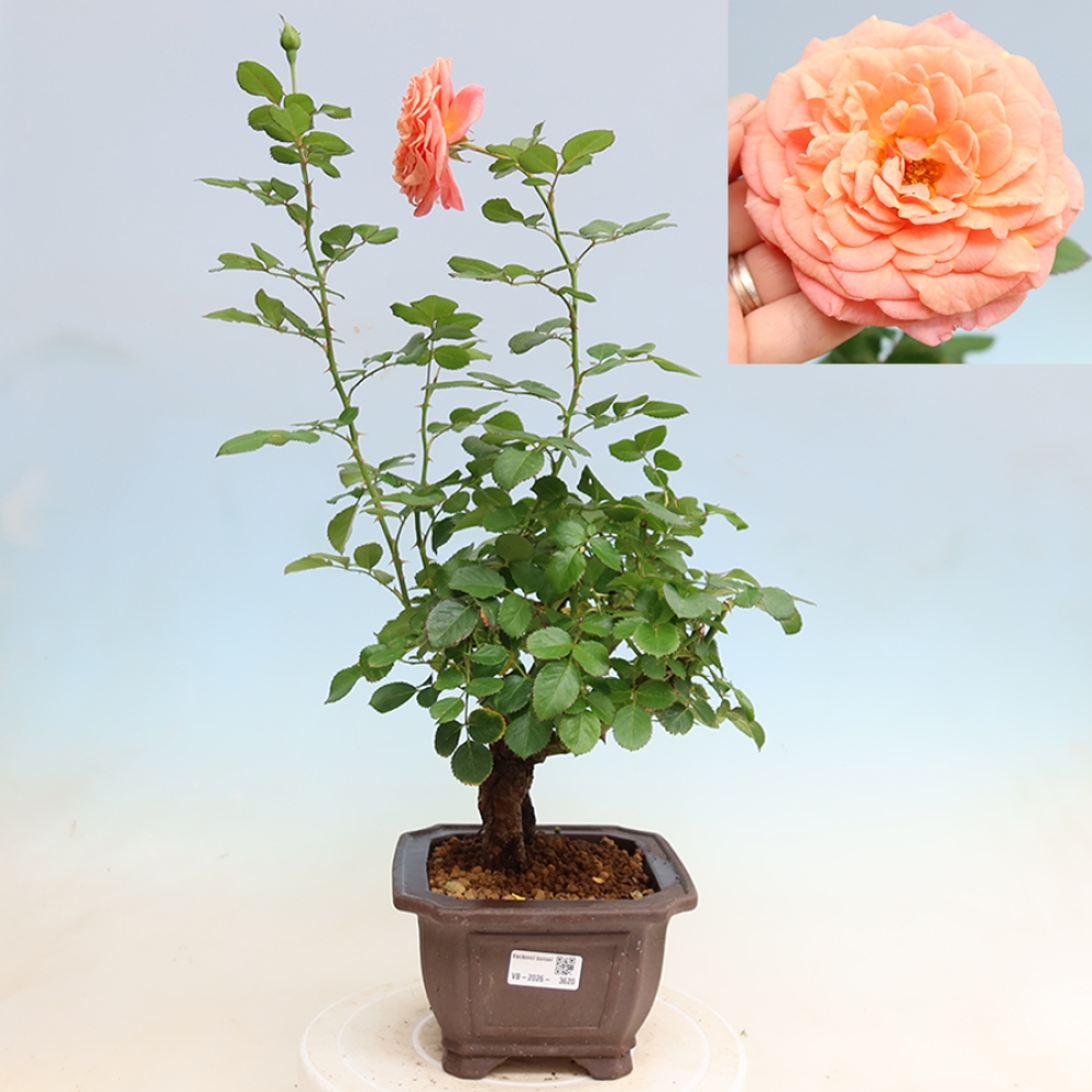 Vonkajšie bonsaje – Rosa Kordes – ruže